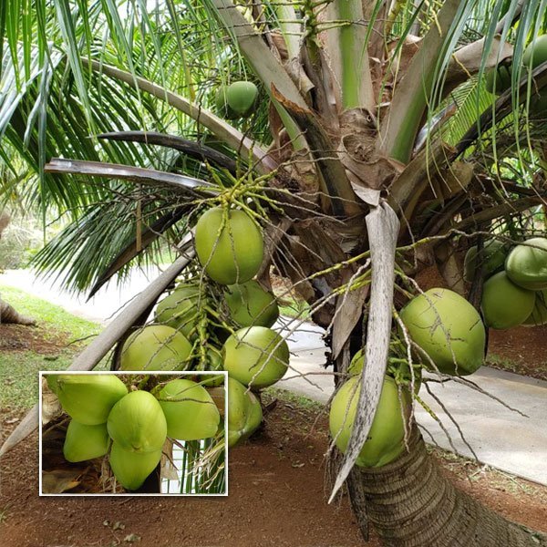 Ganga Bondam Coconut Plants — Coconut sapling available at Agro Nursery Garden